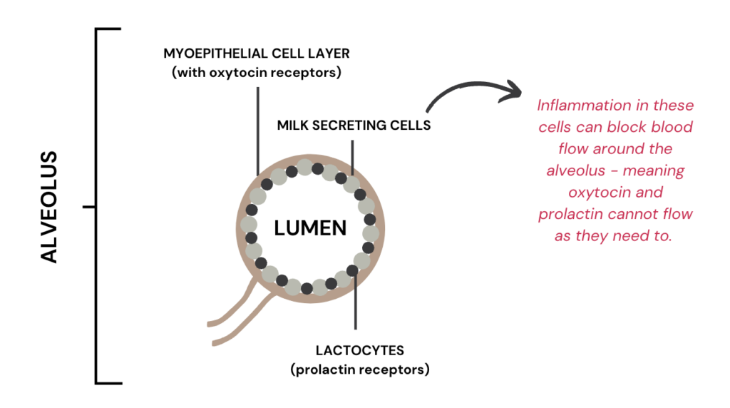 breast alveoli, lumen, and capillaries